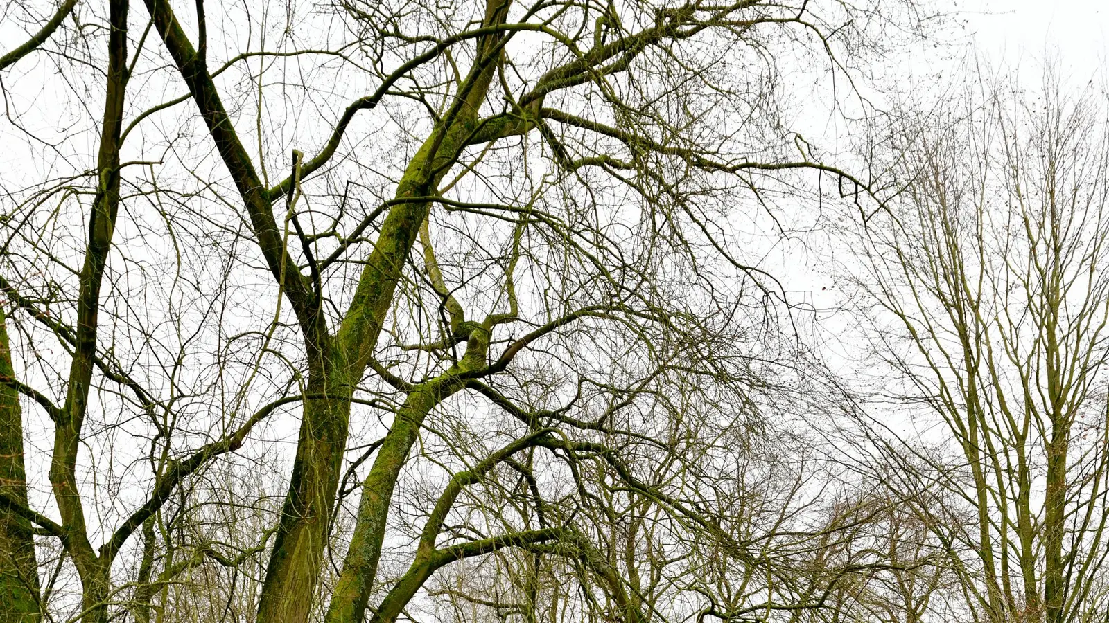 Small stream running through a grassy park with bare trees